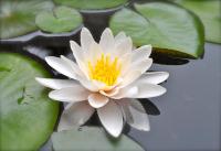 Getty Museum Pond�